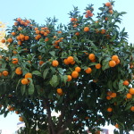 Mandarin veritabil